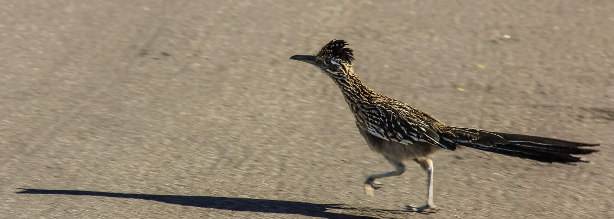 Road Runner crossing the road in the Laughlin Ranch Community